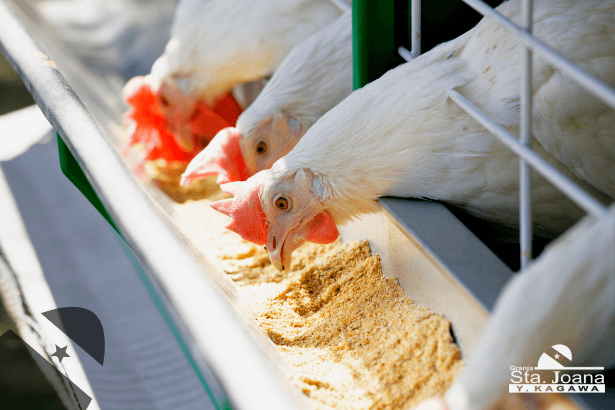 Galinhas Lohan se alimentando