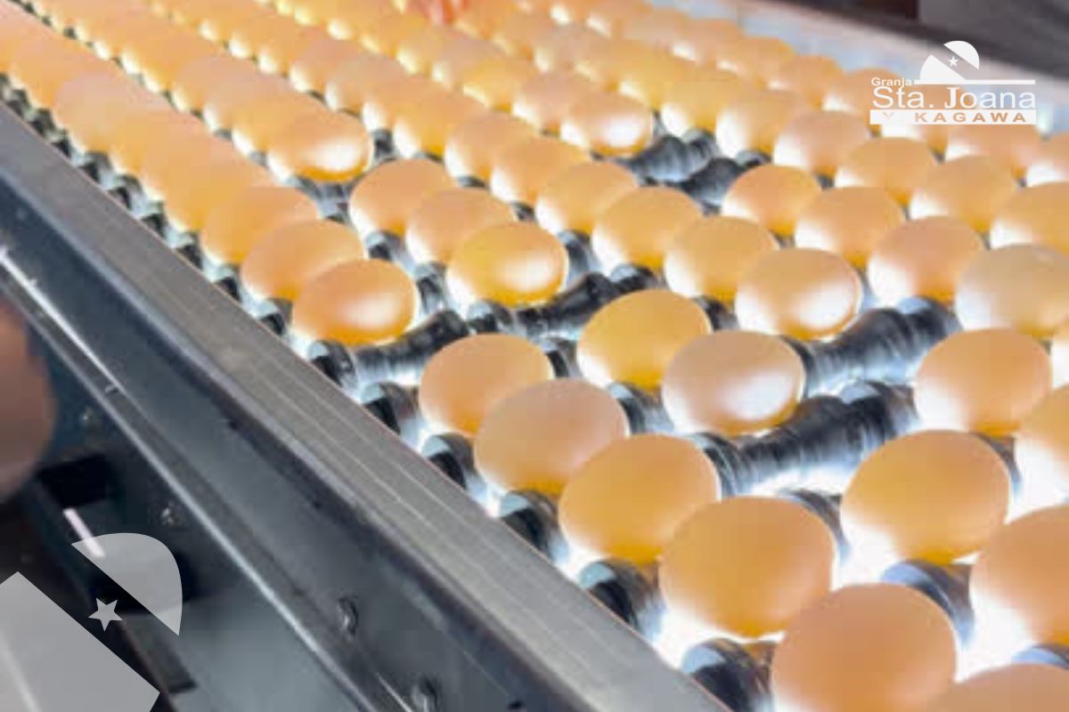 Ovoscopia realizada na Granja Santa Joana