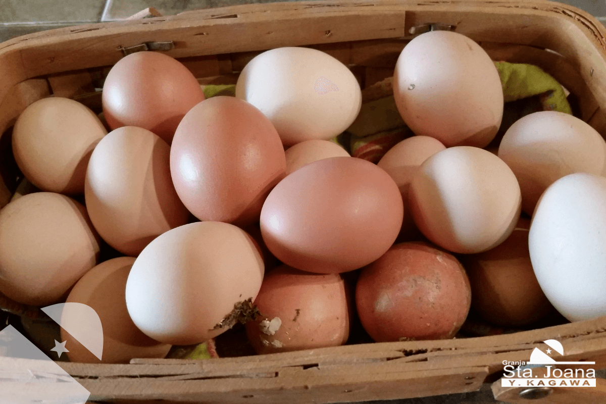 Ovos de Várias Cores