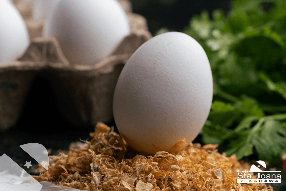 5 Benefícios de Incluir Ovos Santa Joana na Sua Dieta Diária